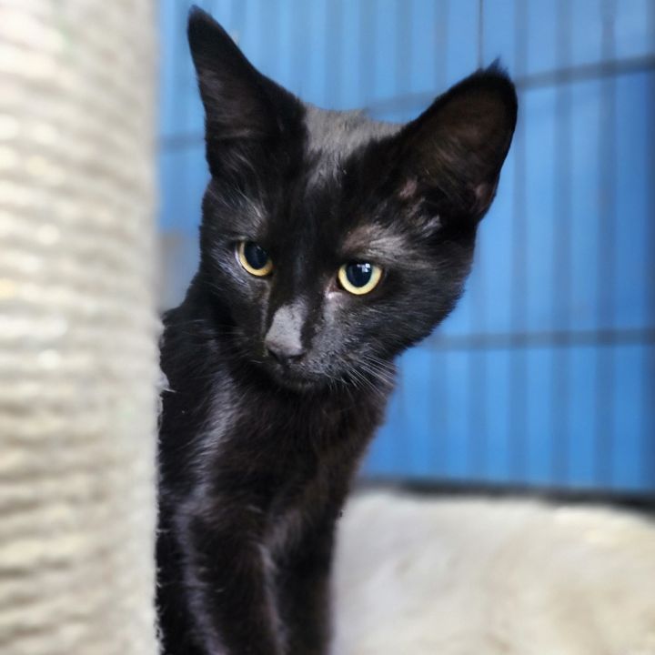 Morrigan(C000-383)- Chino Hills Location 4