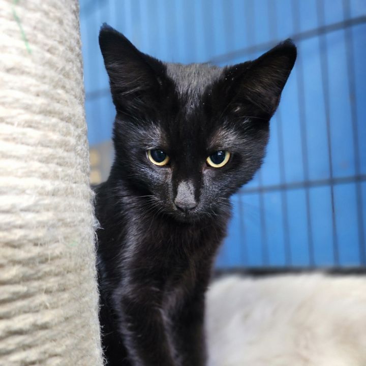 Morrigan(C000-383)- Chino Hills Location 5