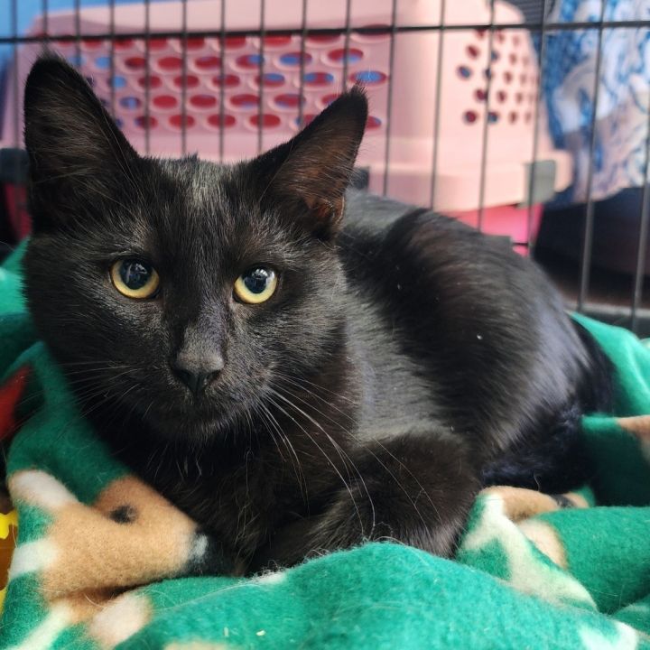 Morrigan(C000-383)- Chino Hills Location 6