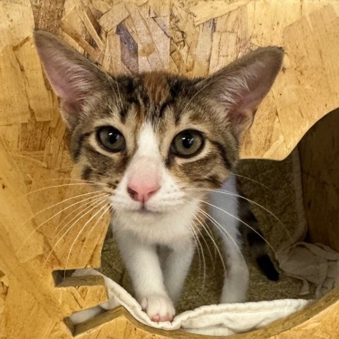 Luna - Claremont Location