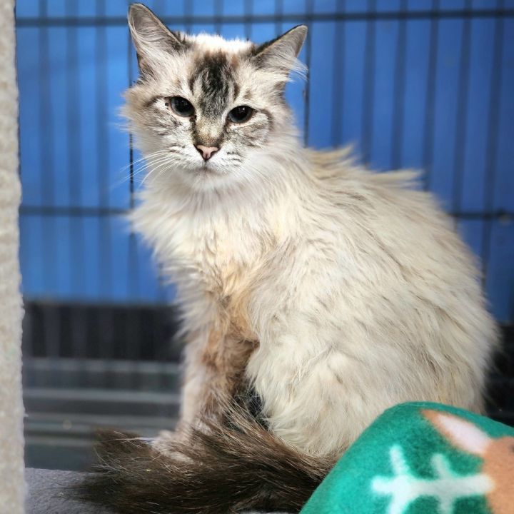 Belladonna(C000-382)- Chino Hills Location 1