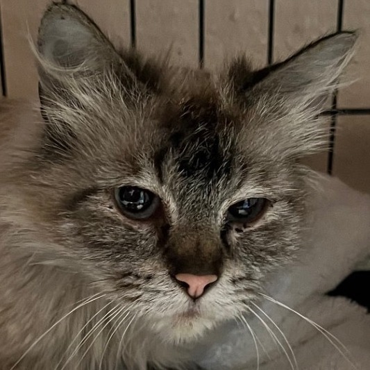 Belladonna(C000-382)- Chino Hills Location, an adoptable Himalayan, Domestic Long Hair in Chino Hills, CA, 91709 | Photo Image 2