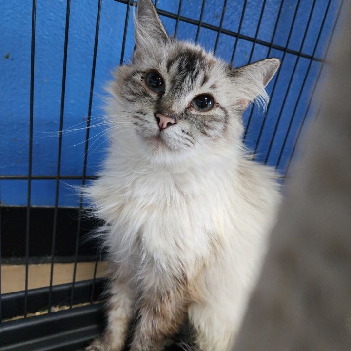 Belladonna(C000-382)- Chino Hills Location 3