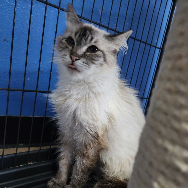 Belladonna(C000-382)- Chino Hills Location 4