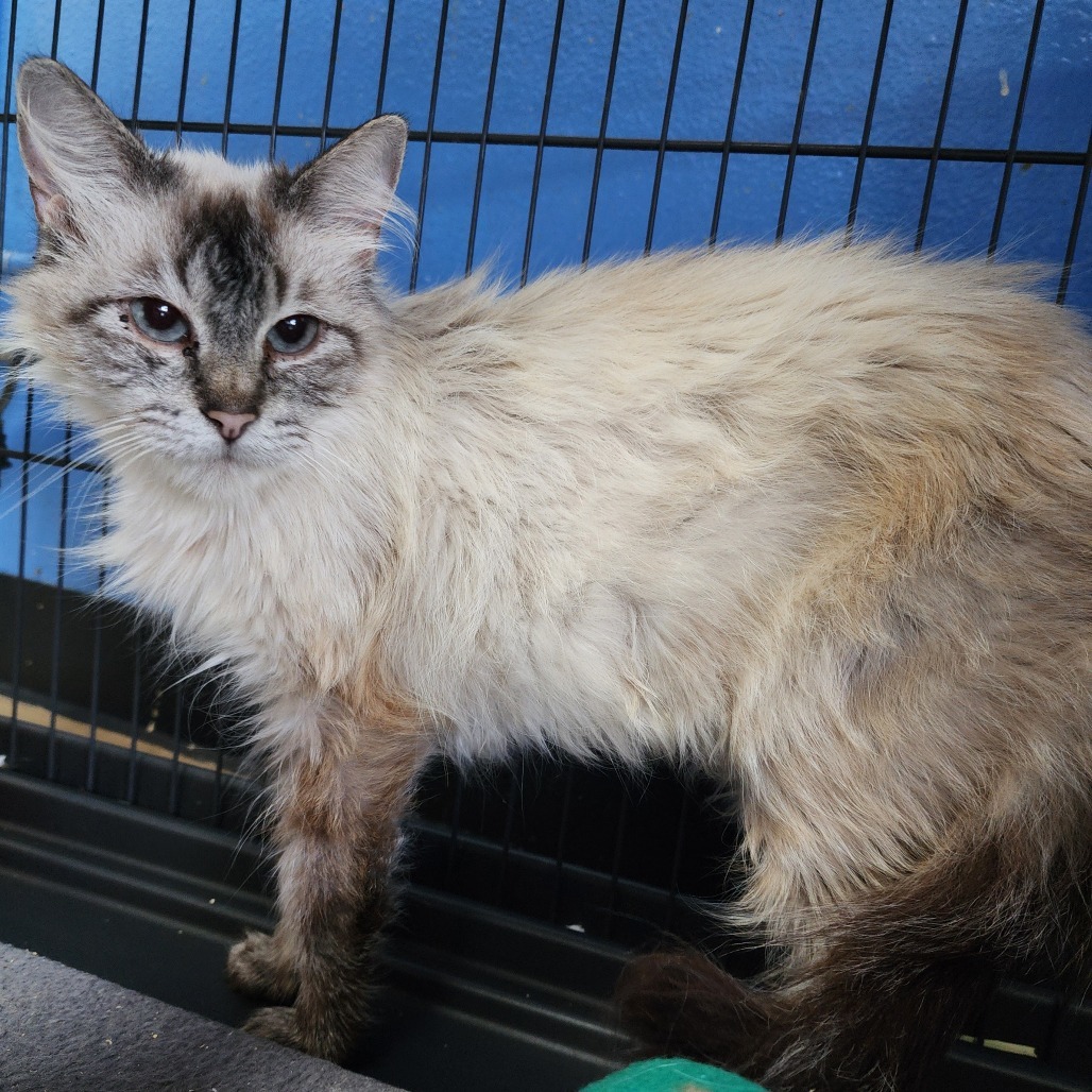 Belladonna(C000-382)- Chino Hills Location, an adoptable Himalayan, Domestic Long Hair in Chino Hills, CA, 91709 | Photo Image 5