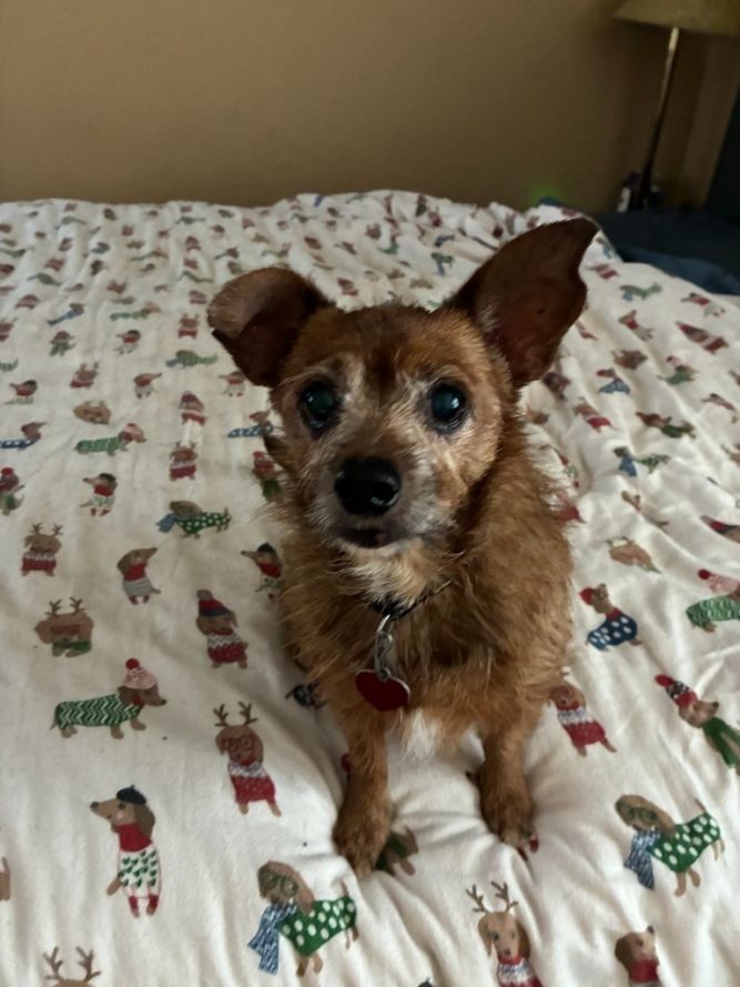 Tinkerbell