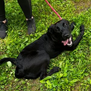 Taz