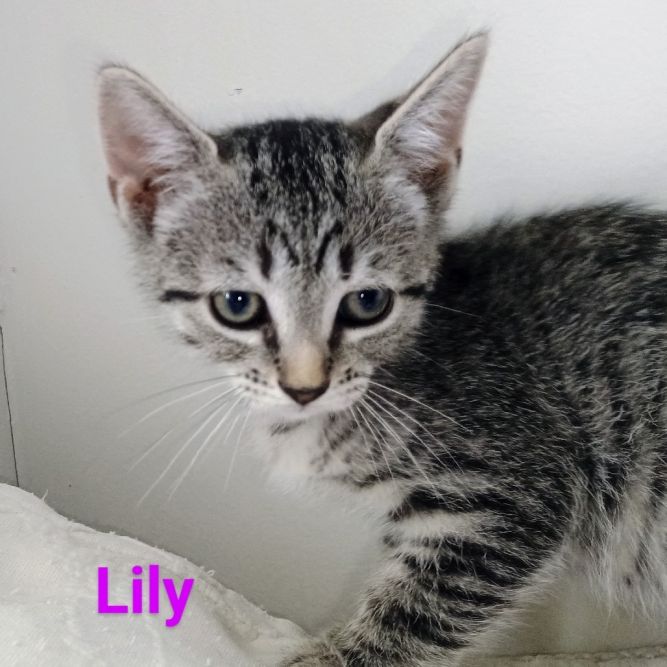 Lily