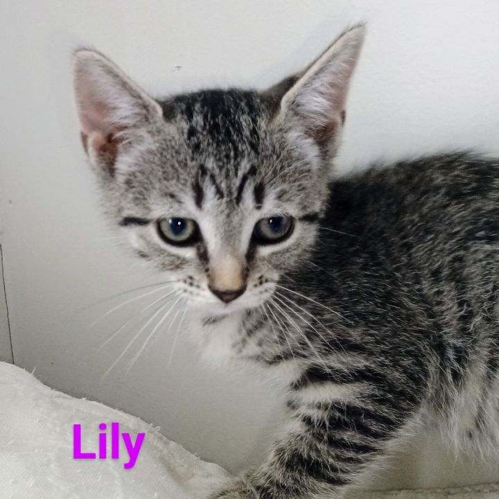 Lily 1