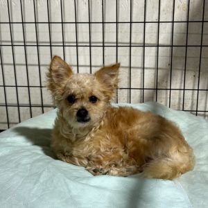Rambo*My adoption is pending*my adoption has been sponsored*