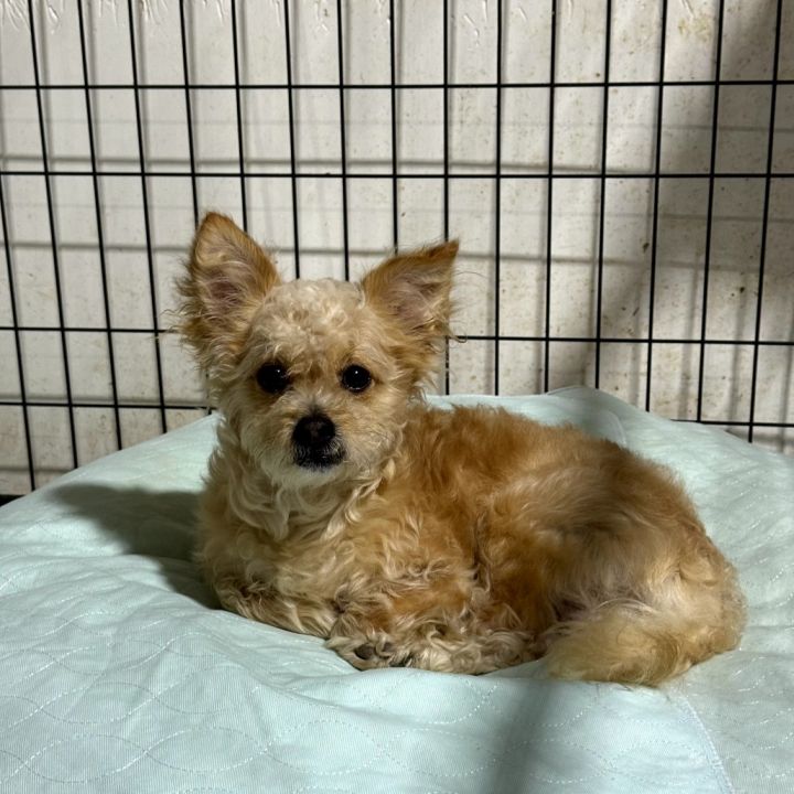 Rambo*My adoption is pending*my adoption has been sponsored* 1