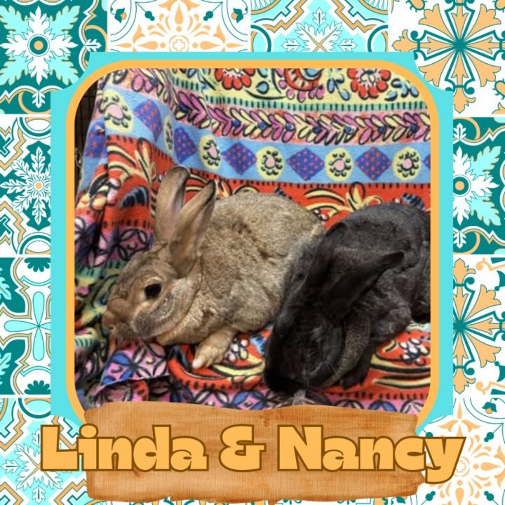 Linda 1