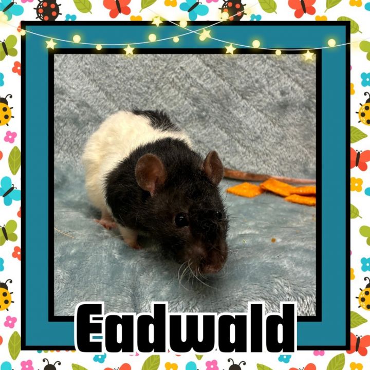 Eadwald 1