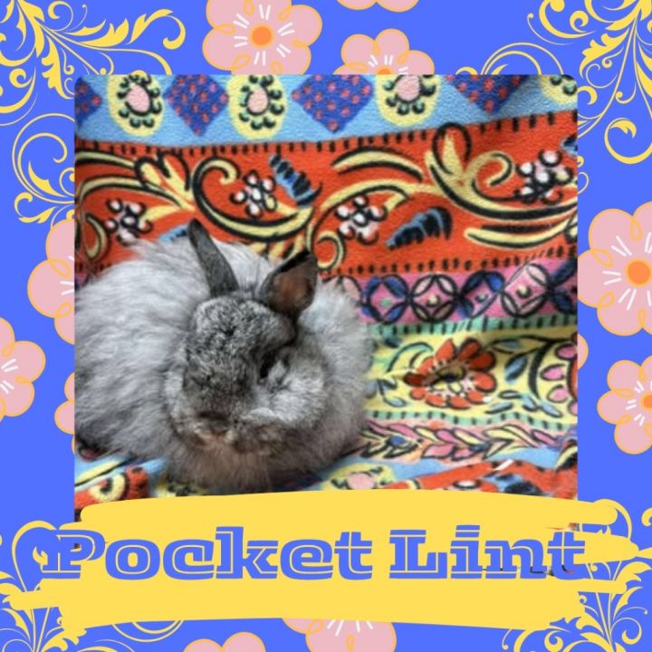 Pocket Lint 1