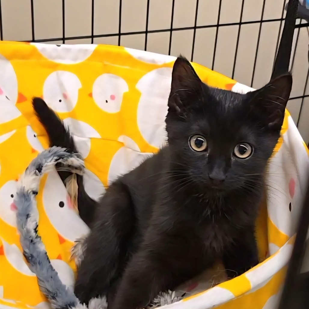 Nix, an adoptable Domestic Short Hair in Duncan, OK, 73533 | Photo Image 1