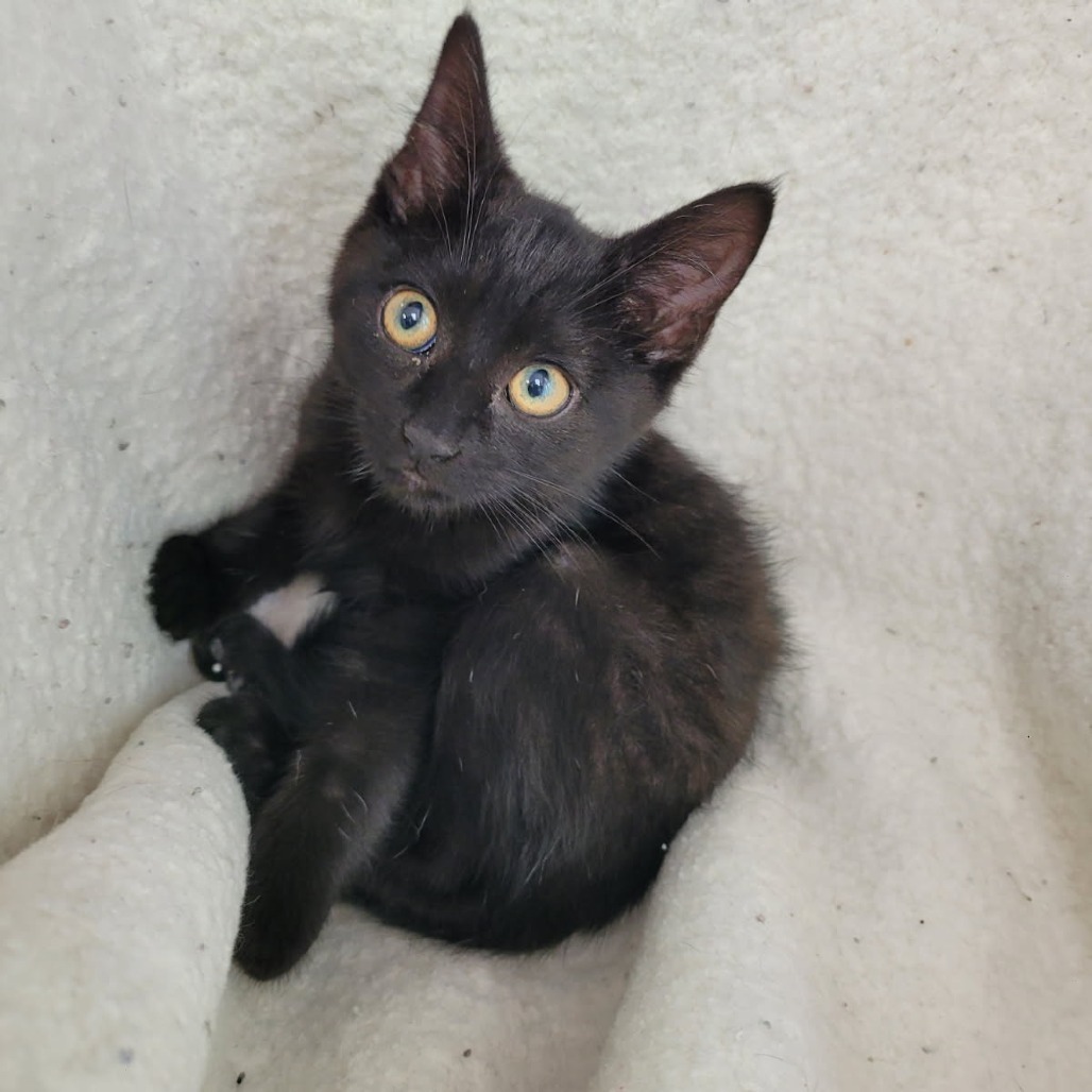 Nix, an adoptable Domestic Short Hair in Duncan, OK, 73533 | Photo Image 2