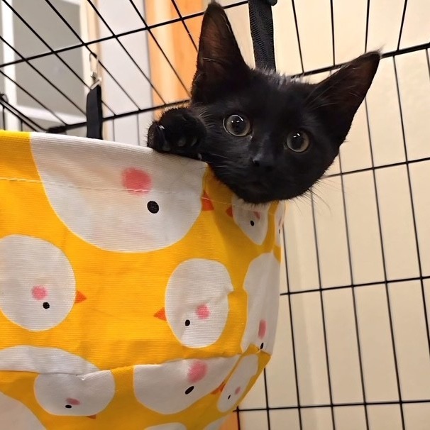Nox, an adoptable Domestic Short Hair in Duncan, OK, 73533 | Photo Image 1