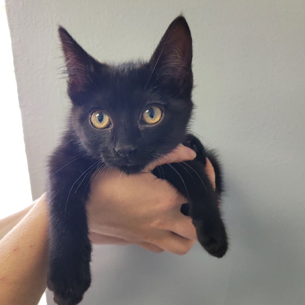 Nox, an adoptable Domestic Short Hair in Duncan, OK, 73533 | Photo Image 2