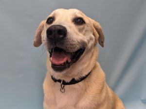 Dash, Senior Male unknown
