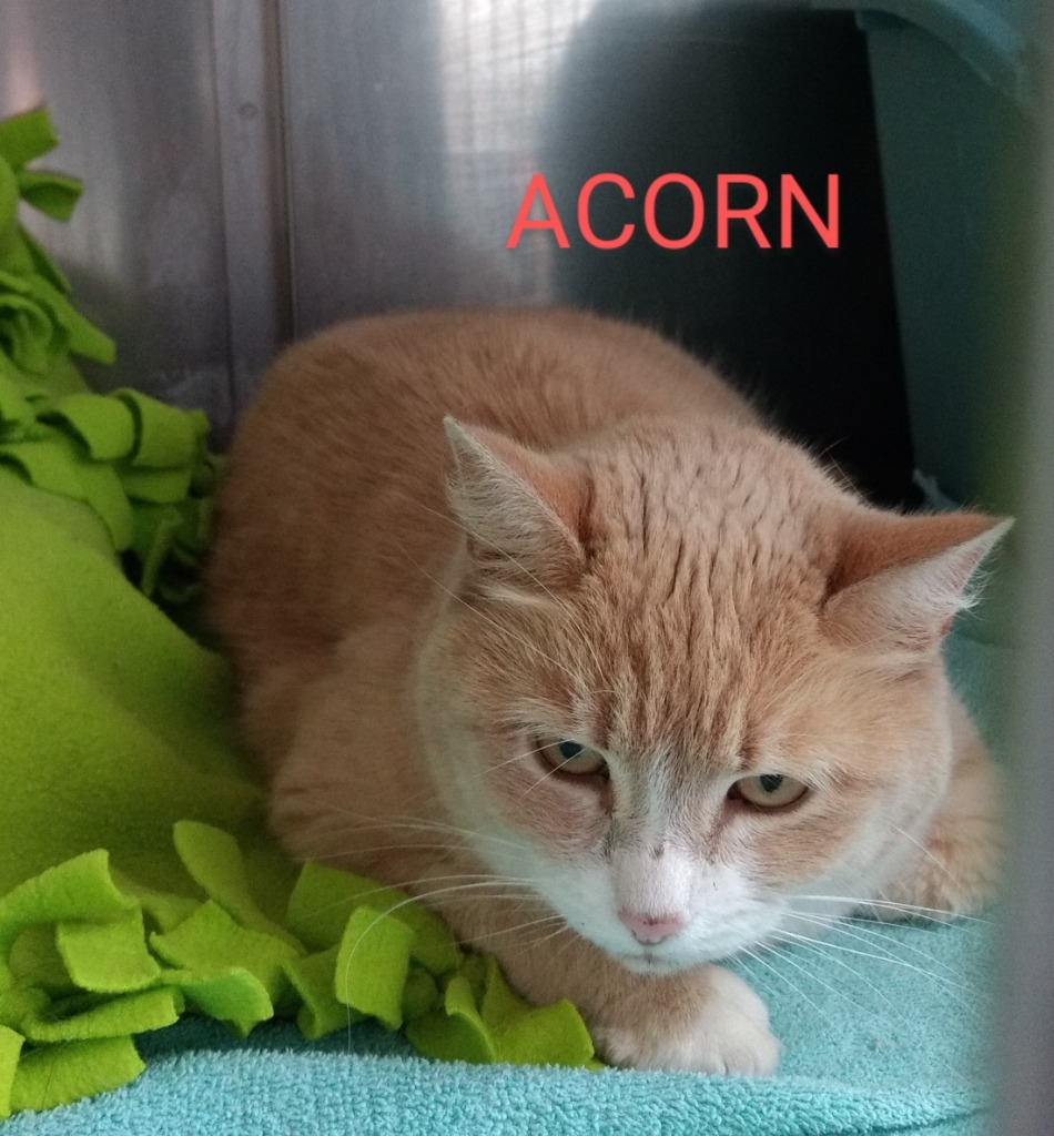 ACORN