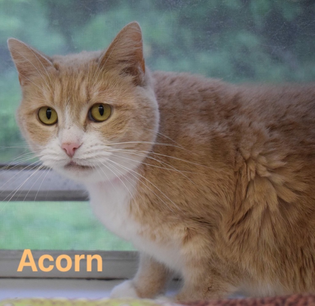 ACORN