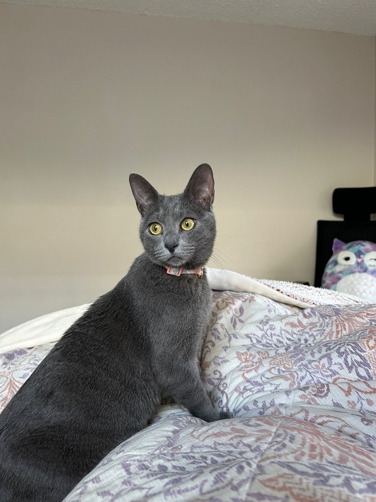 Cleo