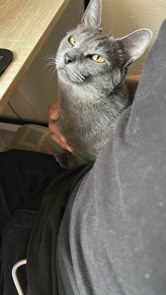 Cleo