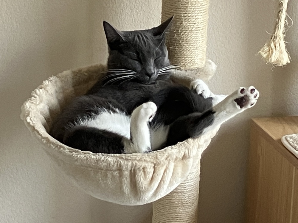 Simba