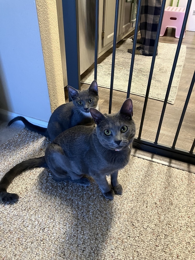 Simba