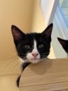 Buttercup photo 3