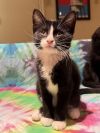 Buttercup photo 5