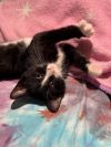 Buttercup photo 6