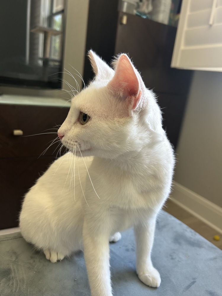Sir Wellington