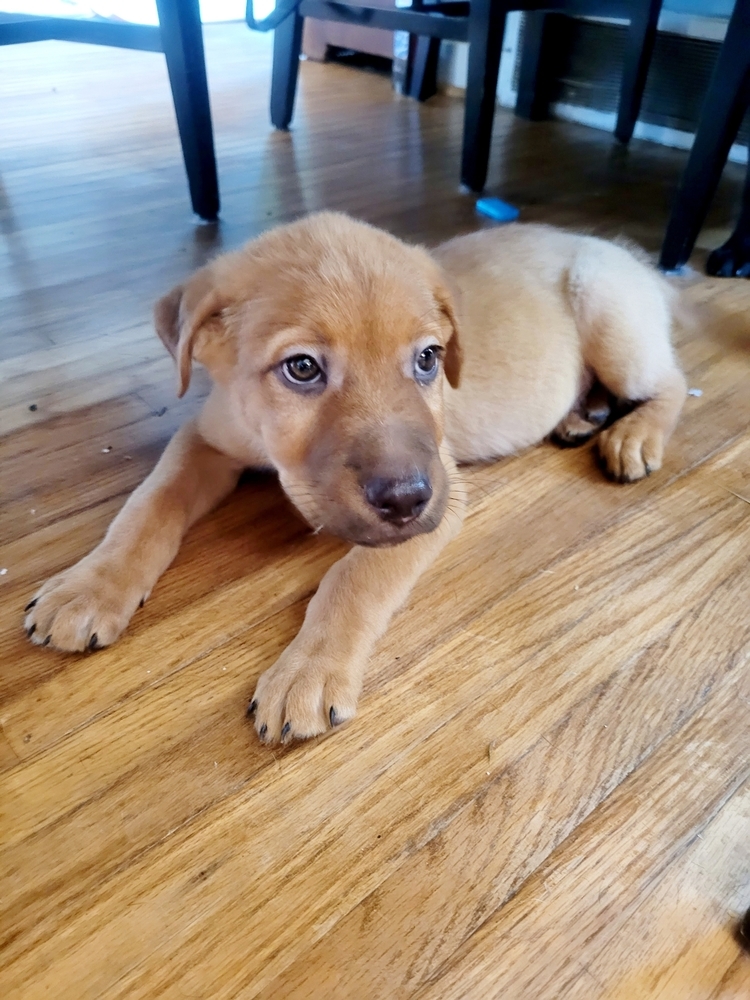Simba