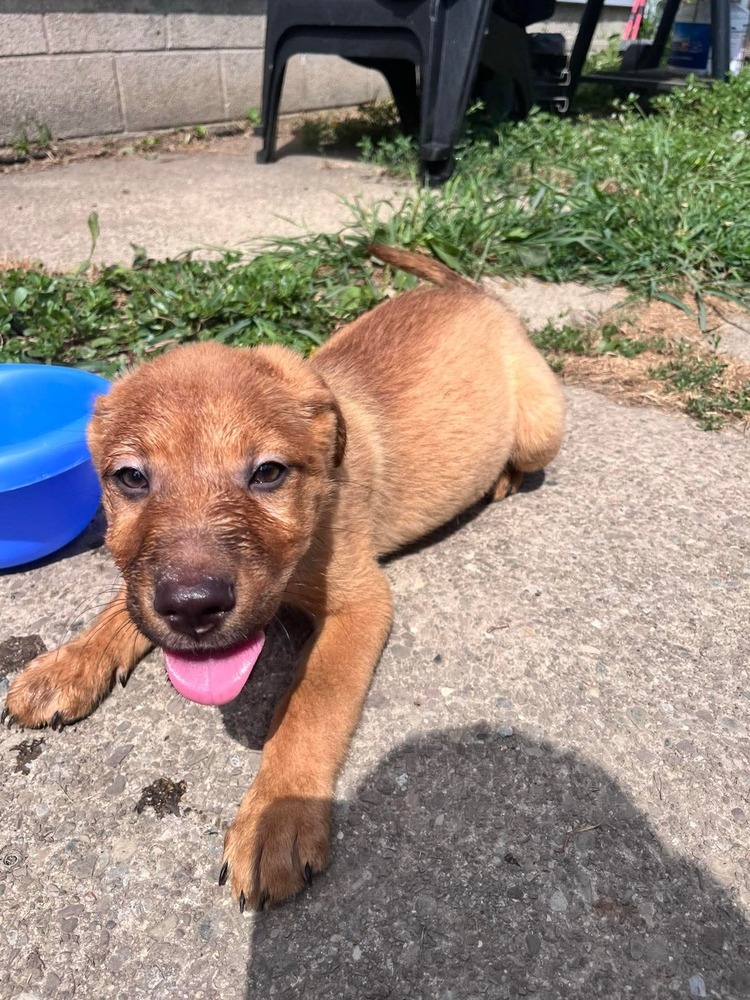 Simba