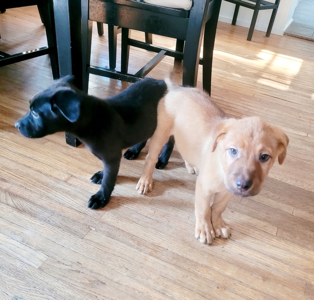 Simba