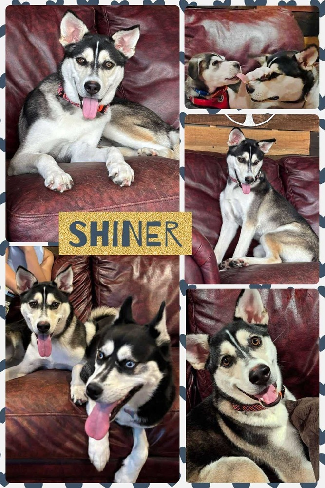 Shiner