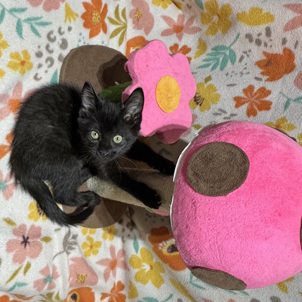 Jiji