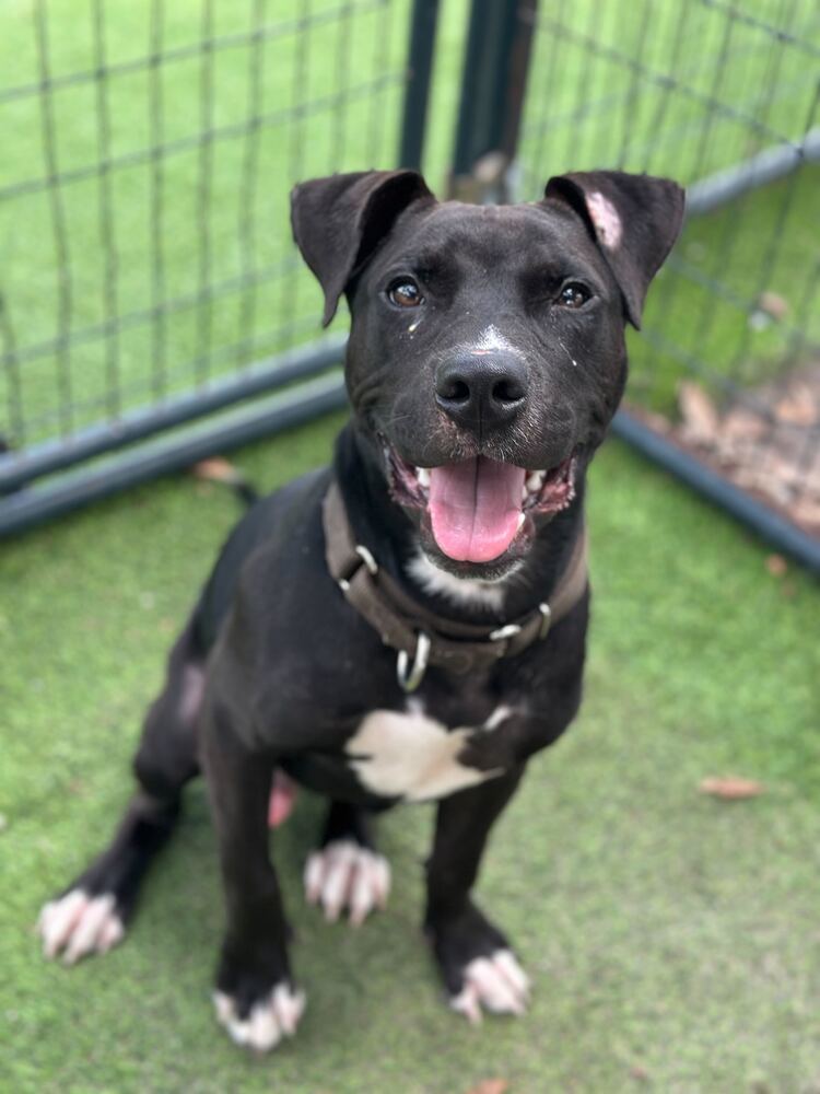 Zuko