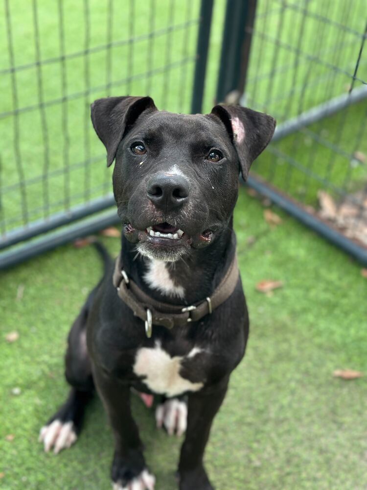 Zuko