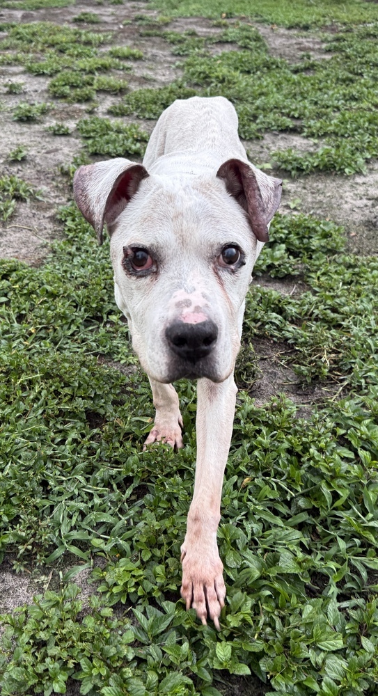 Spero (Harley)