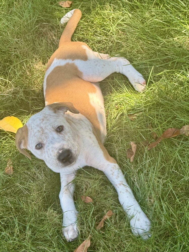 Bailey (Nala's Litter)
