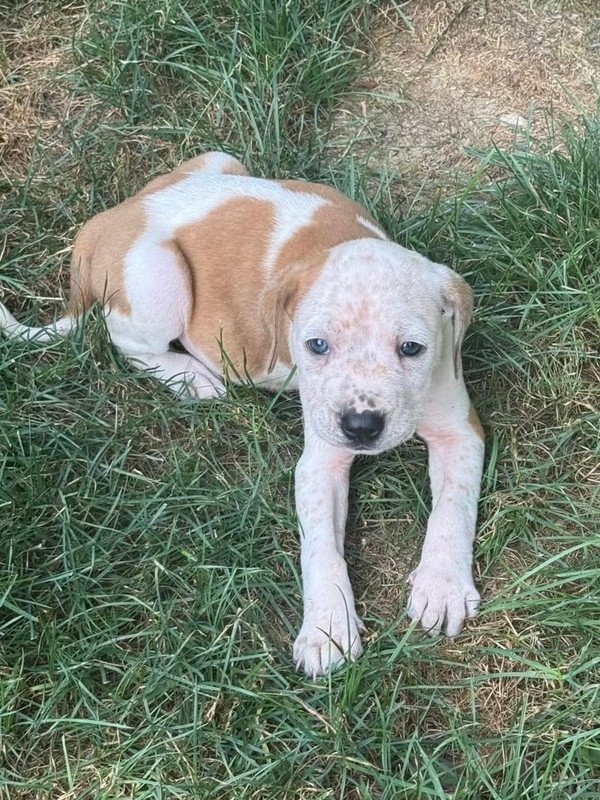 Bailey (Nala's Litter)