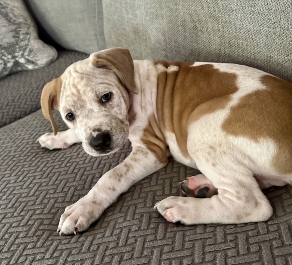 Bailey (Nala's Litter)