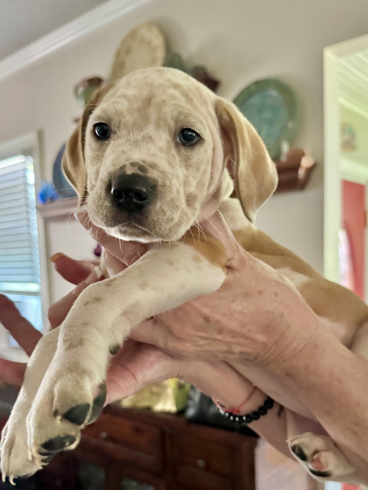 Bailey (Nala's Litter)