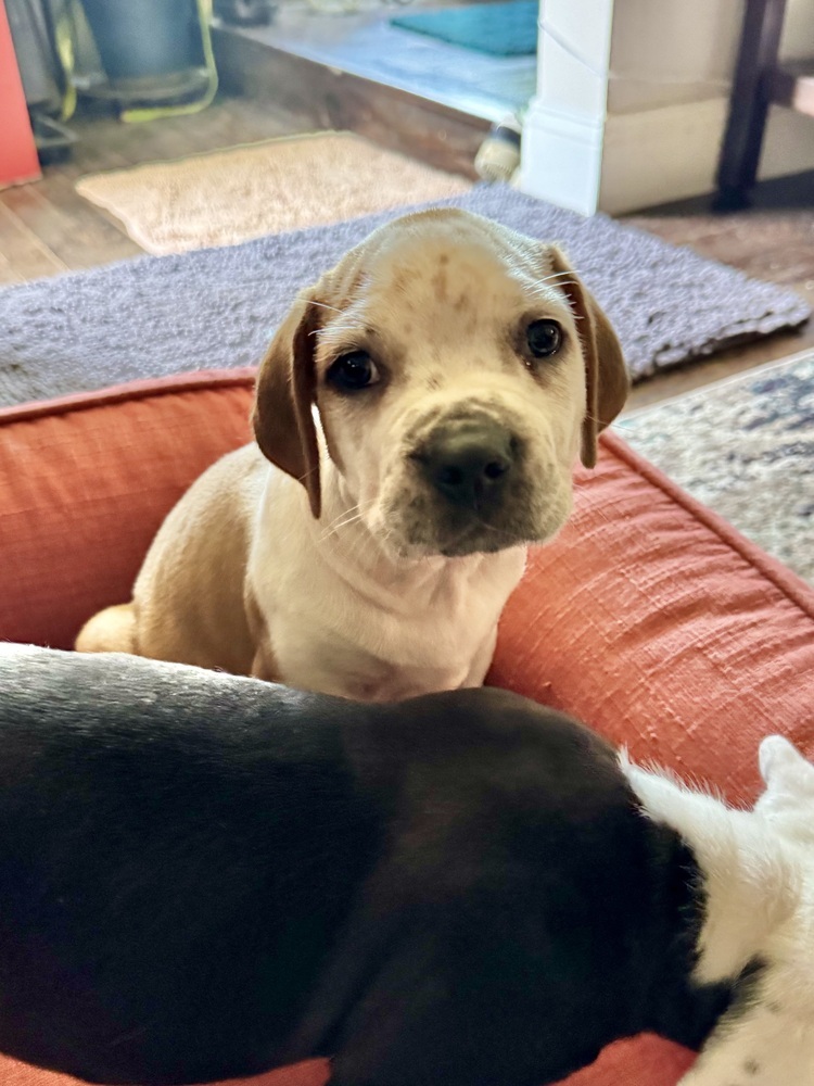 Cooper (Nala's Litter)