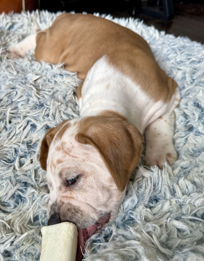 Cooper (Nala's Litter)