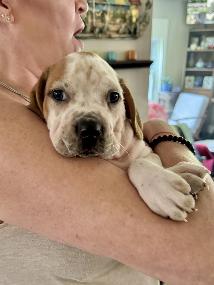 Cooper (Nala's Litter)