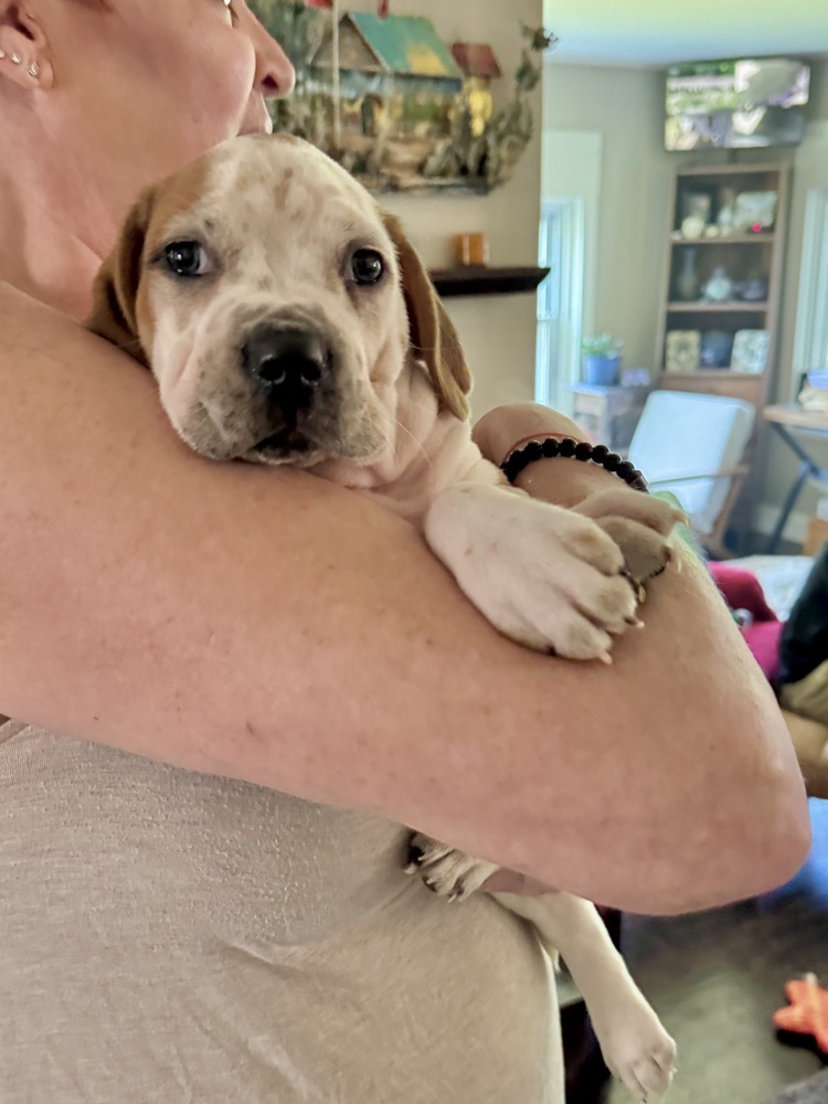 Cooper (Nala's Litter)