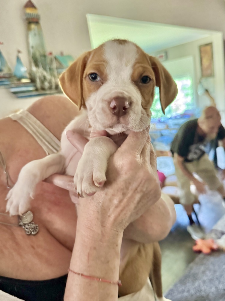 Toby (Nala's Litter)